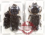 Scientific lot no. 195 Passalidae (3 pcs)