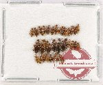Anthicidae Scientific lot no. 50 (22 pcs)