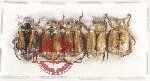 Scientific lot no. 410 Rutelinae (5 pcs)