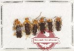 Scientific lot no. 81 Cantharidae (6 pcs)