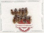 Scientific lot no. 973 Coprophaga (10 pcs)