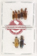 Scientific lot no. 43 Lagriidae (7 pcs A, A-, A2)
