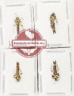 Scientific lot no. 90 Cantharidae (4 pcs)
