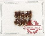 Scientific lot no. 974 Coprophaga (10 pcs)