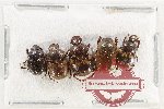 Scientific lot no. 975 Coprophaga (5 pcs)
