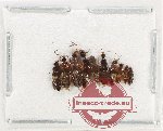 Scientific lot no. 205 Staphylinidae (10 pcs)