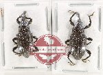 Scientific lot no. 1034 Curculionidae (2 pcs)