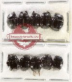 Scientific lot no. 120 Hiteridae (10 pcs)