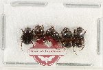 Scientific lot no. 985 Coprophaga (5 pcs)