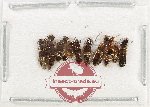 Scientific lot no. 204 Staphylinidae (10 pcs)
