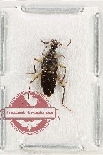 Staphylinidae sp. 21 (A2)
