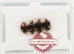 Scientific lot no. 220 Erotylidae (4 pcs)