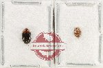 Scientific lot no. 221 Erotylidae (2 pcs)