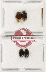 Scientific lot no. 219 Erotylidae (4 pcs)