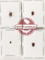 Scaphidiidae Scientific lot no. 11 (4 pcs)