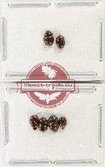 Scientific lot no. 226 Nitidulidae (6 pcs)