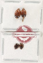 Scientific lot no. 222 Nitidulidae (4 pcs)