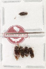 Ptylodactilidae Scientific lot no. 16 (5 pcs)