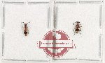Anthicidae Scientific lot no. 49 (2 pcs - 1 pc A2)