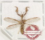 Mantispidae sp. 14