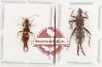 Scientific lot no. 163 Dermaptera (2 pcs - 1 pc A2)