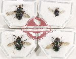 Scientific lot no. 128 Diptera (4 pcs)