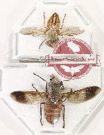 Scientific lot no. 126 Diptera (2 pc)