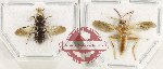 Scientific lot no. 582 Hymenoptera (2 pcs)