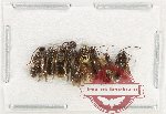 Scientific lot no. 583 Hymenoptera (9 pcs)