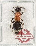 Scientific lot no. 20 Mutilidae (1 pc)