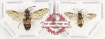 Scientific lot no. 581 Hymenoptera (2 pcs)