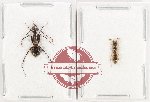 Scientific lot no. 52 Formicidae (2 pcs)