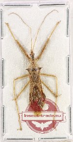 Scientific lot no. 1447 Heteroptera (1 pc)
