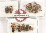 Scientific lot no. 1448 Heteroptera (9 pcs A, A-, A2)