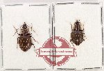 Scientific lot no. 921 Carabidae (2 pcs A2)