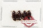 Scientific lot no. 520 Tenebrionidae (4 pcs)