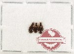 Scientific lot no. 937 Carabidae (3 pcs A2)