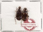 Scientific lot no. 922 Carabidae (2 pcs A2)
