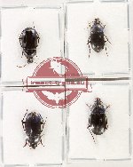 Scientific lot no. 932 Carabidae (4 pcs A, A-, A2)