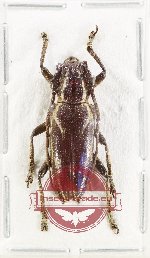 Homonoeini sp. 2 (A2)