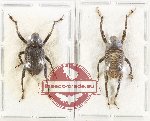 Scientific lot no. 1048 Curculionidae (2 pcs)