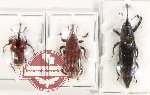 Scientific lot no. 1051 Curculionidae (3 pcs - 2 pcs A2)