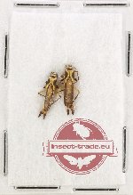 Scientific lot no. 95 Cantharidae (2 pcs)