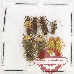 Scientific lot no. 96 Cantharidae (8 pcs)