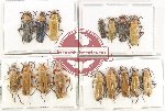 Scientific lot no. 93 Cantharidae (16 pcs A, A-, A2)