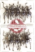 Scientific lot no. 1047 Curculionidae (10 pcs A2)