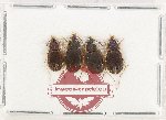 Scientific lot no. 946 Carabidae (Chlaenius sp.) (4 pcs A-)