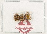 Scientific lot no. 155 Coccinelidae (3 pcs)