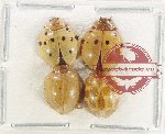 Scientific lot no. 156 Coccinelidae (4 pcs)