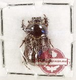 Enarotadius gressitti